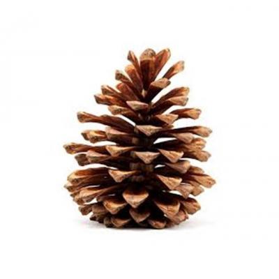 pinecone